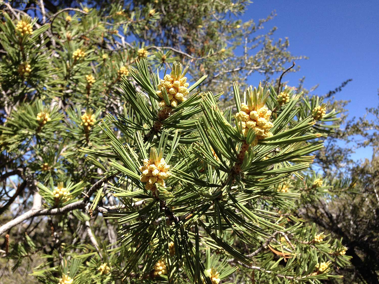 ფიჭვის მტვერი